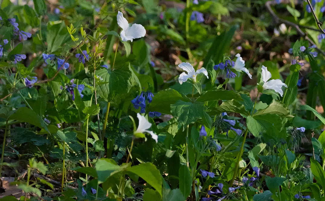 Native plantings